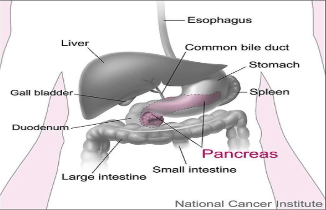 Pancreatic Anatomy